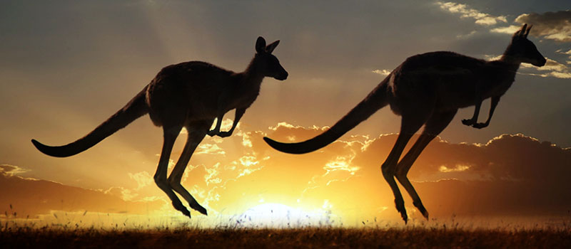 Australia Kangaroo