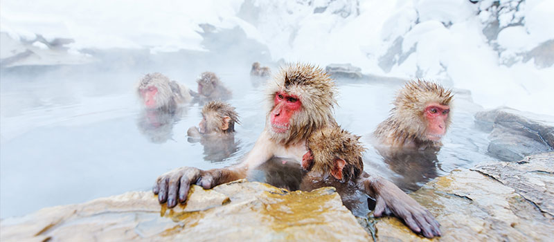 Monkey-Onsen