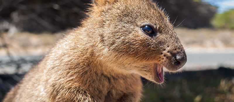 Perth-Quokka