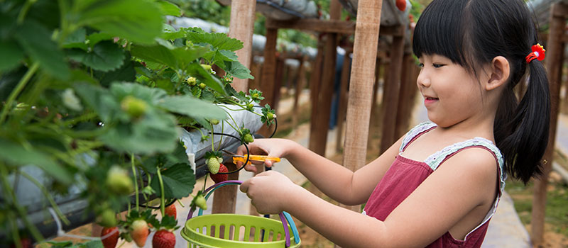 strawberry farm