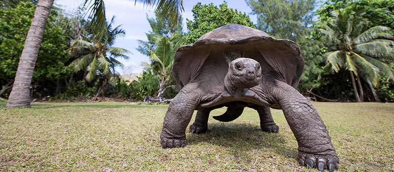 François Leguat Giant Tortoise and Cave Reserve