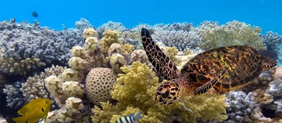 20190513-Great-Barrier-Reef