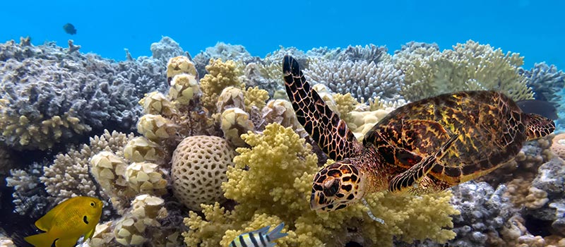 Dive the Great Barrier Reef