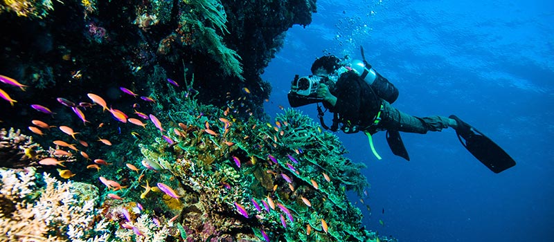 Diving Lomok