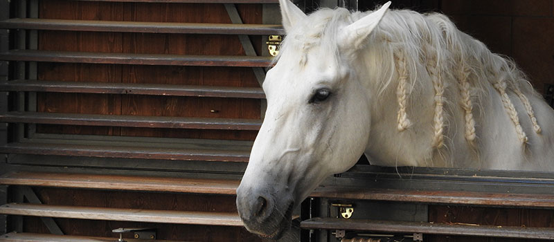 Riding School