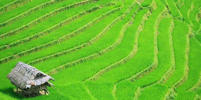 Eco Palms House, Vietnam